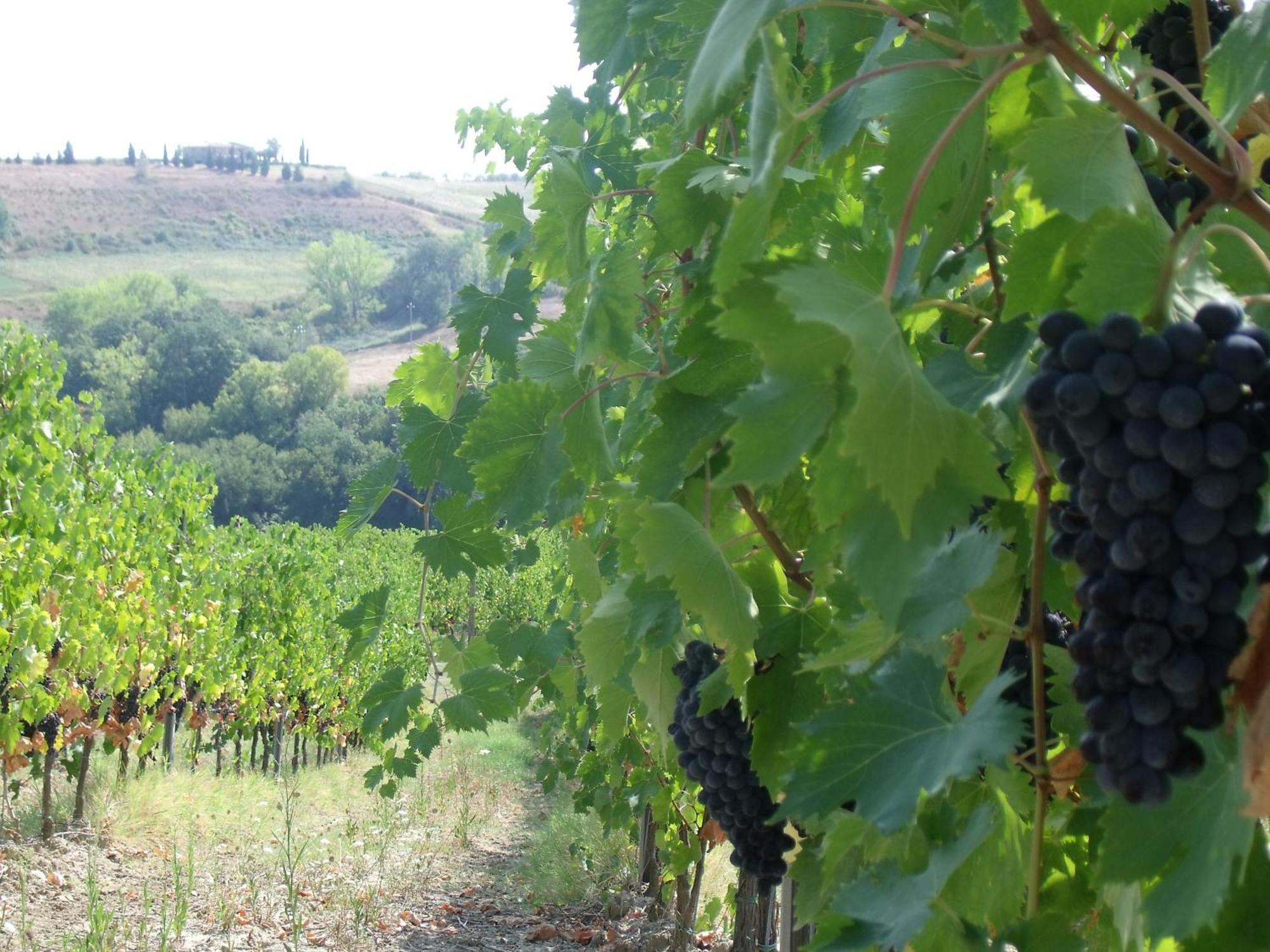 Agriturismo Casa Alle Vacche San Gimignano Eksteriør bilde